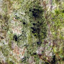 Attēlu rezultāti vaicājumam “Calicium viride”