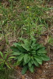 Image result for Solidago virgaurea