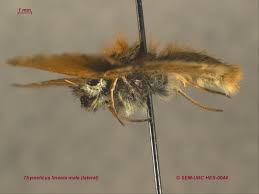 Attēlu rezultāti vaicājumam “Thymelicus lineola male”