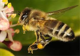 Attēlu rezultāti vaicājumam “Apis mellifera”