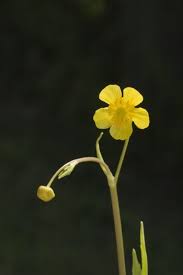 Attēlu rezultāti vaicājumam “Ranunculus flammula bud”