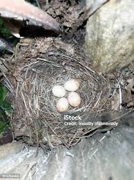 Attēlu rezultāti vaicājumam “Motacilla alba nest”