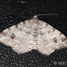 Attēlu rezultāti vaicājumam “Macaria signaria”