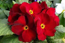 Image result for Primula malacoides
