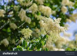Attēlu rezultāti vaicājumam “Syringa reticulata subsp. amurensis flower”