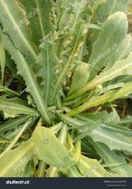 Attēlu rezultāti vaicājumam “Lactuca serriola”