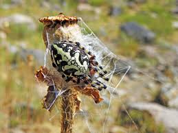 Attēlu rezultāti vaicājumam “Aculepeira ceropegia”