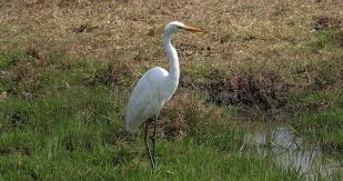 Attēlu rezultāti vaicājumam “Egretta alba adult”