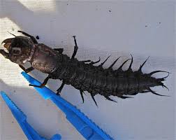 Attēlu rezultāti vaicājumam “Megaloptera”