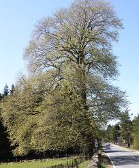 Attēlu rezultāti vaicājumam “Ulmus glabra”