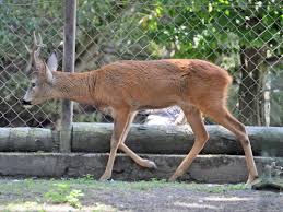 Attēlu rezultāti vaicājumam “Capreolus capreolus”