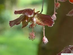 Attēlu rezultāti vaicājumam “Fagus sylvatica fo. purpurea flower”