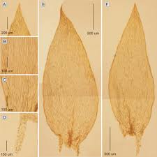 Attēlu rezultāti vaicājumam “Plagiothecium latebricola macro”