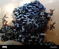 Attēlu rezultāti vaicājumam “Menegazzia terebrata”