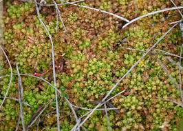 Attēlu rezultāti vaicājumam “Sphagnum molle”