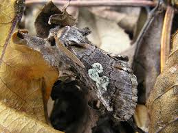 Attēlu rezultāti vaicājumam “Diloba caeruleocephala larva”