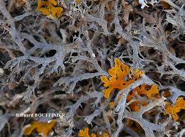 Attēlu rezultāti vaicājumam “Anaptychia ciliaris”