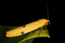 Attēlu rezultāti vaicājumam “Lithosia quadra”