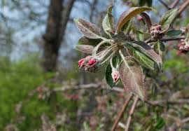 Attēlu rezultāti vaicājumam “Malus purpurea flower”