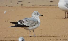 Attēlu rezultāti vaicājumam “Larus canus adult”