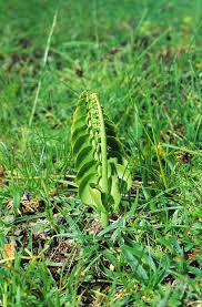 Attēlu rezultāti vaicājumam “Botrychium lunaria”