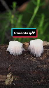 Attēlu rezultāti vaicājumam “Stemonitis sp.”