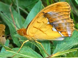 Attēlu rezultāti vaicājumam “Argynnis laodice male”