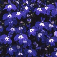 Attēlu rezultāti vaicājumam “Lobelia erinus flower”