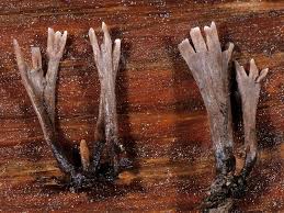 Attēlu rezultāti vaicājumam “Thelephora palmata”