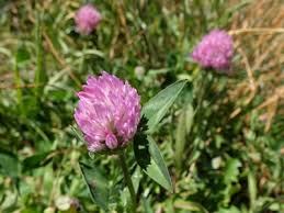 Attēlu rezultāti vaicājumam “Trifolium pratense flower”