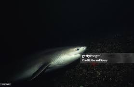 Image result for Hexanchus griseus