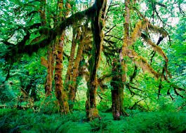 Image result for синхараджа