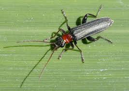 Attēlu rezultāti vaicājumam “Oedemera croceicollis”