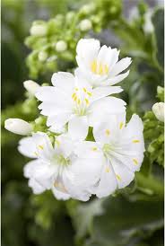 Image result for Bitterwurz