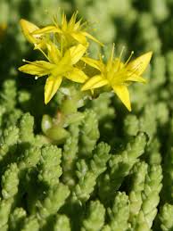 Image result for Sedum acre