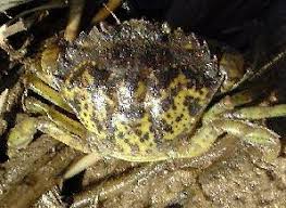 Image result for Carcinus maenas