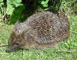 Attēlu rezultāti vaicājumam “Erinaceus sp.”