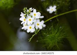 Attēlu rezultāti vaicājumam “Hottonia palustris leaf”