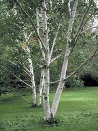 Attēlu rezultāti vaicājumam “Betula papyrifera”