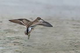 Image result for Calidris subminuta