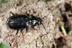 Attēlu rezultāti vaicājumam “Loricera pilicornis”