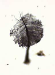 Attēlu rezultāti vaicājumam “Comatricha elegans stalked”