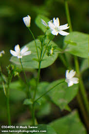 Attēlu rezultāti vaicājumam “Claytonia sibirica flower”