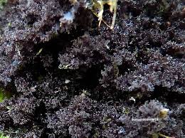 Attēlu rezultāti vaicājumam “Leptogium lichenoides”