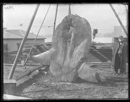 Image result for Mola alexandrini