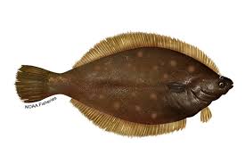 Image result for Hippoglossoides platessoides