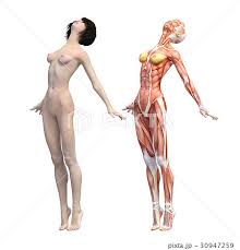 解剖女体|3 D 女体解剖学のイラストの写真素材・画像素材 Image 56325525