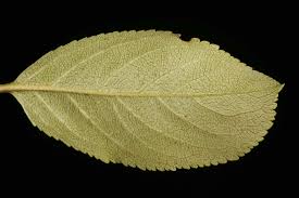 Attēlu rezultāti vaicājumam “x Sorbaronia fallax”