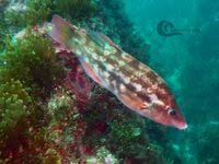 Image result for Symphodus bailloni