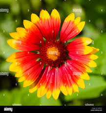 Image result for Gaillardia `Kobold`